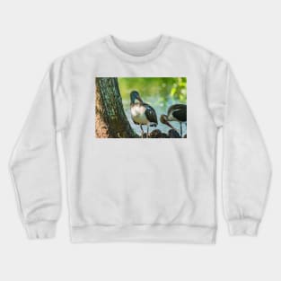 American white ibis of Gatorland Crewneck Sweatshirt